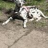 Dalmatian Stud Wanted