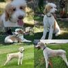 AKC registered standard poodle for stud