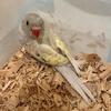 Baby Indian Ringneck