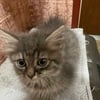 Kitten, long haired