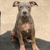 ABKC Blue Tri XL Bully Puppy