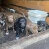 Cutest puppies Ready to go to new homes in 3 weeks.