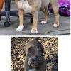 Merle female pup looking for new home