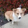 Female Corgi