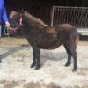 Black miniature  filly