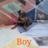 Blue/Tan Miniature Pinscher