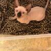 Girl Sphynx kitten available