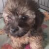 Yorkiepoo  male 10 weeks