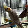 two cockatiels