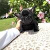 Black male frenchie