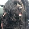 Newfoundland female AKC/CKC for sale