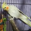 Male Cockatiel