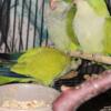 Green Baby quaker parrots