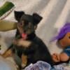 Chihuahua Beautiful black Tri color female