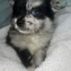 Boys and girls  Pomeranian available