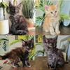 XL Purebred Maine Coons European bloodlines $1800