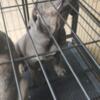Akc cane corso puppies ready for home