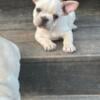 French bulldog puppies