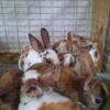 We have mini rex bunnies ready to go home