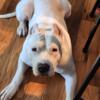 Stud services available MALE DOGO ARGENTINO