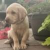 AKC Lab Puppies for sale