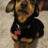 Dachshund Chihuahua mix needs new home ASAP