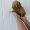 Teacup and  micro sized poodle puppies for loving homes