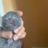 Mixed Himalayan/Russian blue kittens for sale