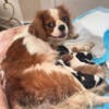 Cavalier King Charles Spaniels for sale