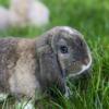 Blue-eyed mini lop bunny