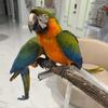 Catalina Macaws