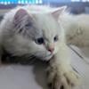 TICA British Longhair boy red point blue eyes d33