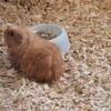 With 5x2 cage 1 month old orange and one 5 month old male texel guinea pigs