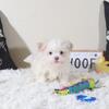 Bingo Playful Havanese Puppy