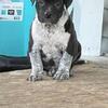 8 WEEK OLD TICKED UP BOY