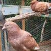 7 Mixed breed pigeons byron center mi for pumpers/feeders or dog training