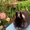 Proven silver marten Netherland Dwarf Buck