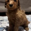 7 week old Labradoodle Puppies