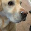 Healthy Purebred Golden Retriever – Ready for New Home