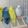 Parrotlets different colors