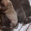 American Bully Puppies