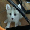 Fox kits(pups)