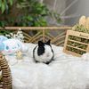 Beautiful Purebred Netherland Dwarfs Bunny Perfect Pet Bunnies Rabbit