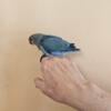 Baby Love Bird for Sale would make a great family pet