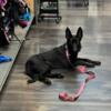 Belgian Malinois female black 7 months 