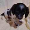 10wk(10/19)Ckc1 boy dachshund baby 