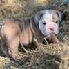 Lilac Merle tri-color Bulldog boy