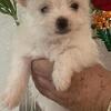 Parti Yorkie