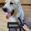 AKC Great Pyrenees for rehoming
