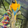 Blue & Gold Macaws